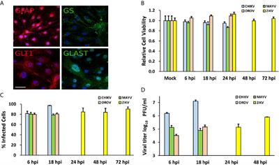 Common Dysregulation of Innate Immunity Pathways in Human Primary Astrocytes Infected With Chikungunya, Mayaro, Oropouche, and Zika Viruses